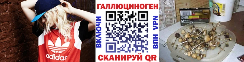 где купить   Томари  Галлюциногенные грибы Cubensis 